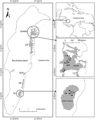 Hydroperiod and Salinity Interactions Control Mangrove Root Dynamics in a Karstic Oceanic Island in the Caribbean Sea (San Andres, Colombia)